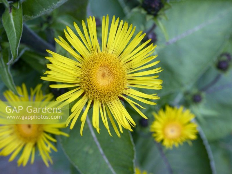 Inula magnifica - Giant Fleabane August Summer