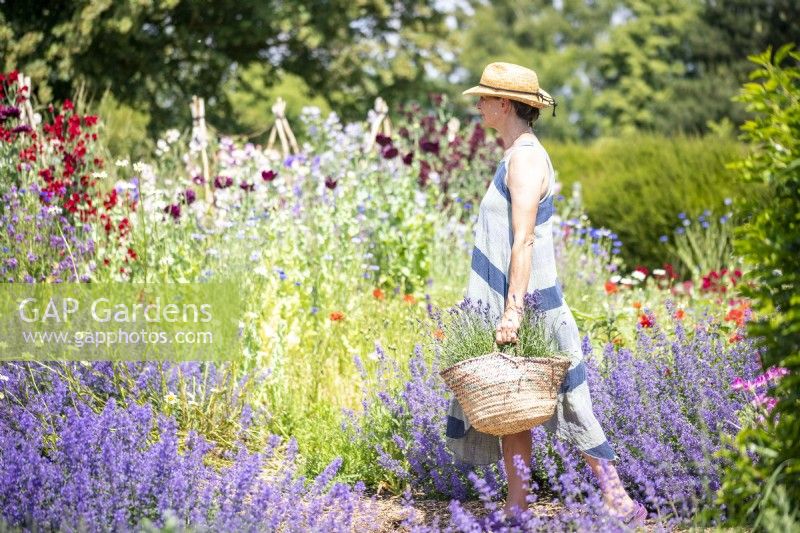 Woman carrying a basket full of Lavender