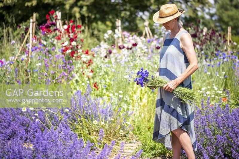 Woman carrying a bunch of Cornflowers