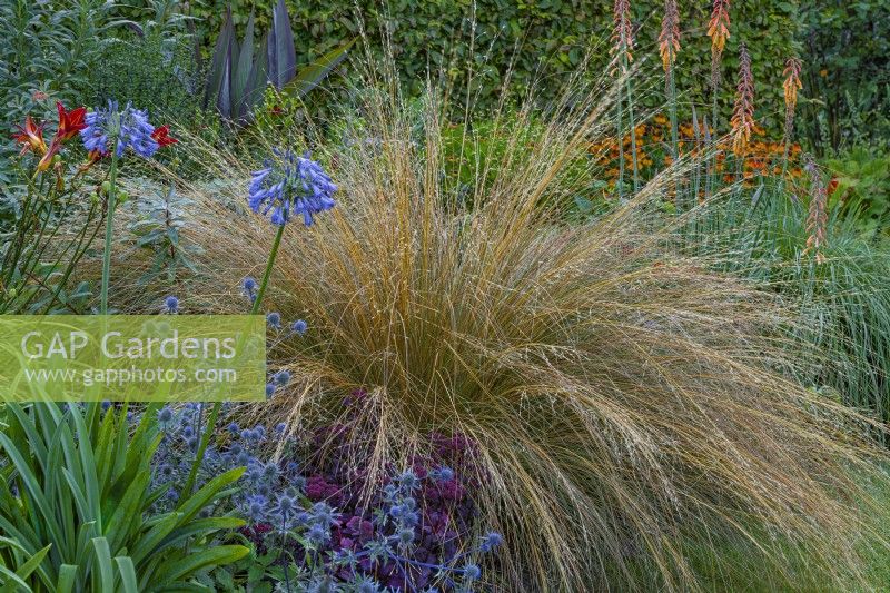 Chionachloa rubra flowering with Agapanthus, Eryngium and other perennials in an informal country cottage garden 
border in Summer -August