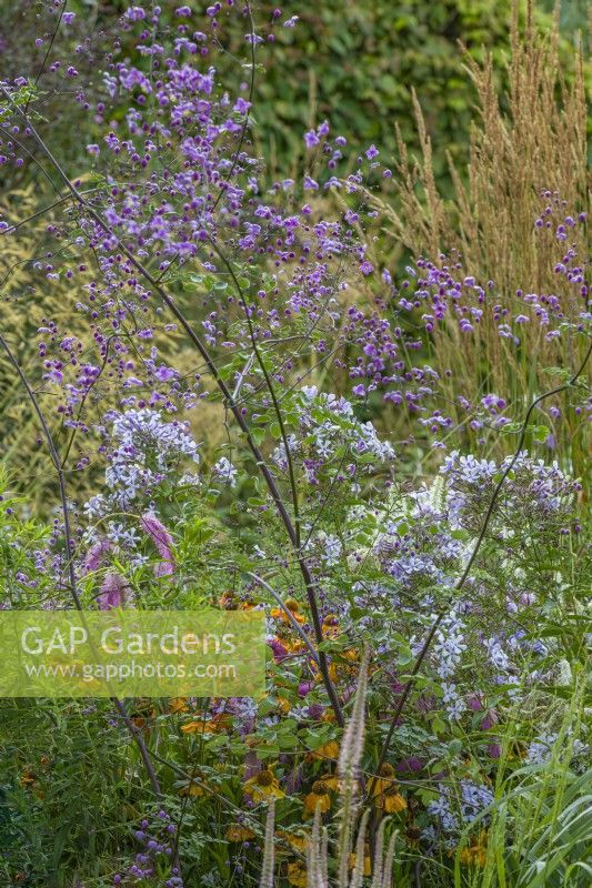Thalictrum 'Freefolk Purple' flowering with Phlox 'Marjorie Fish' and other perenials in a cottage garden border in Summer - August