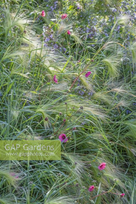 Hordeum jubatum flowering with Calamintha 'Triumphator' and Potentilla 'Gibson's Scarlet' in Summer - August