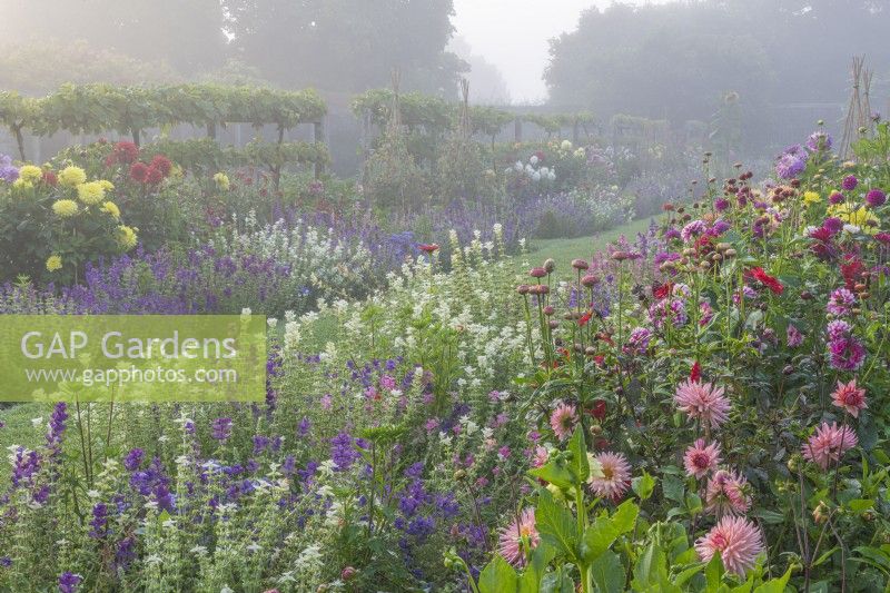 View along double borders of mixed Dahlias and Salvia horminum flowering in a formal country garden in Summer - August