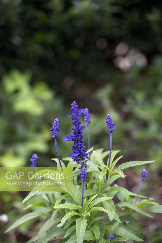 Salvia farinacea 'Victoria blue'