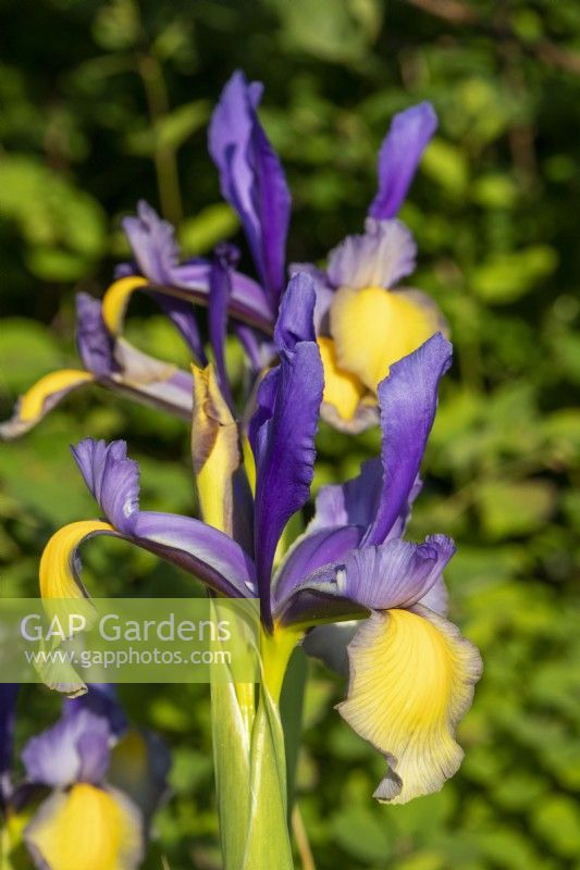 Iris x hollandica 'Miss Saigon' - Dutch iris - May