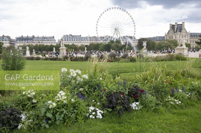 Paris France 
Jardin des Tuileries gardens in the city centre. 
Borders including Cleome spinosa 'Helen Campbell' spider flower, Salvia Farincena 'Victoria Blue' and Dahlia 'Romeo'