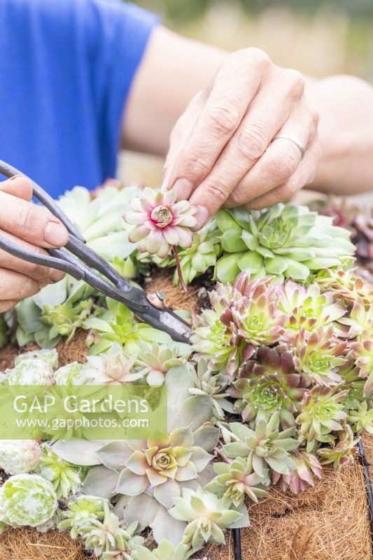 Woman using scissors to help poke in some of the smaller succulents