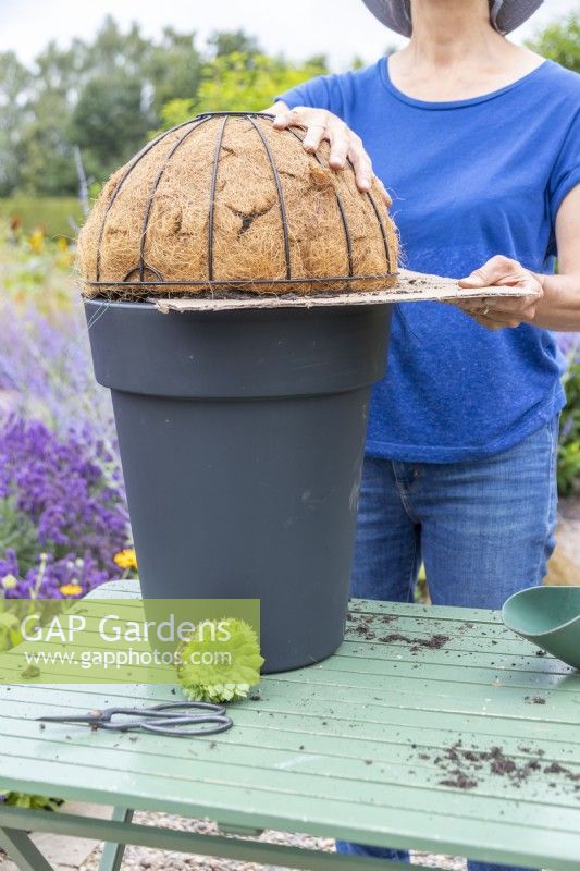 Woman using cardboard to stop compost falling out of hanging basket when placing it upside down on the large container