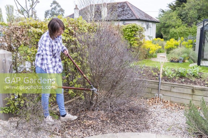Woman cutting back branches of dead Pittosporum