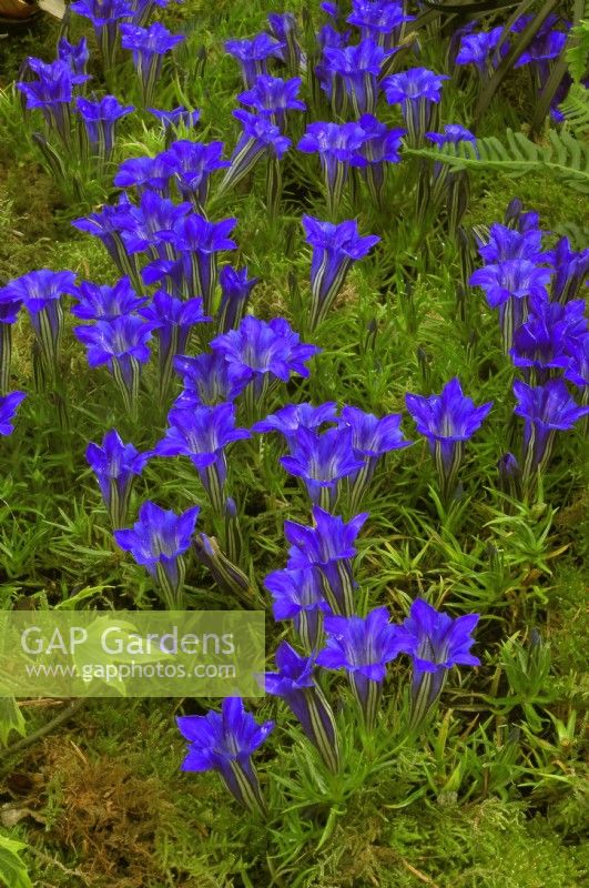 Gentiana sino-ornata growing in group on a moss ground. October
