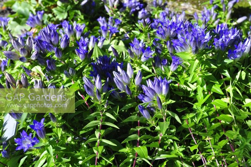 Gentiana parryi, whose flowers close on cloudy days.