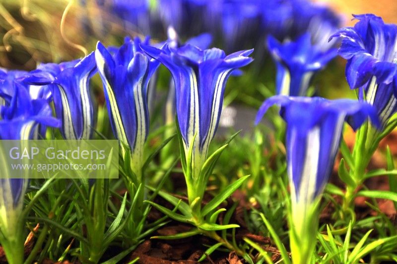 Gentiana 'The Caley', large blue trumpet-shaped flowers with white markings. October

