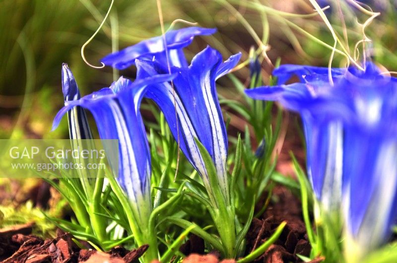 Gentiana 'The Caley'. Large blue trumpet-shaped flowers with white markings. October

