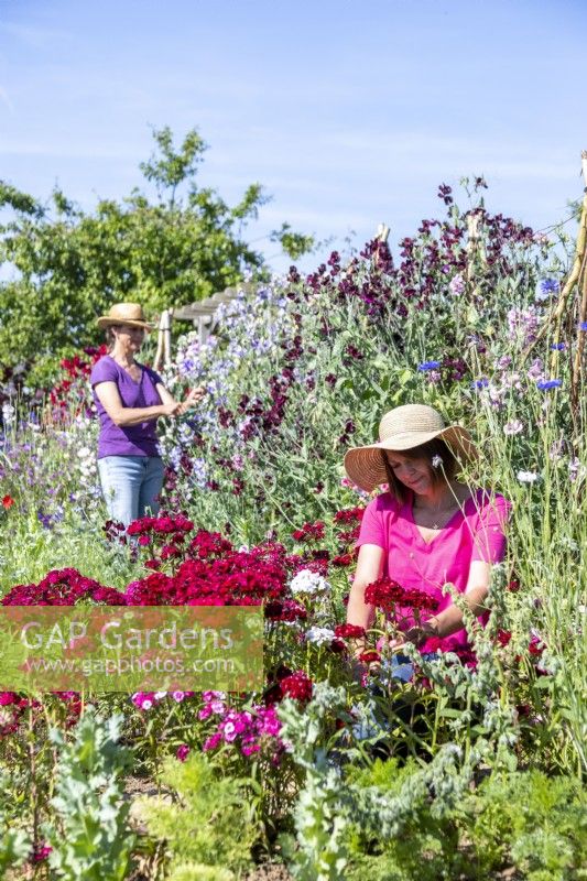 Woman cutting Dianthus flowers in garden with Woman cutting Sweet peas in the background