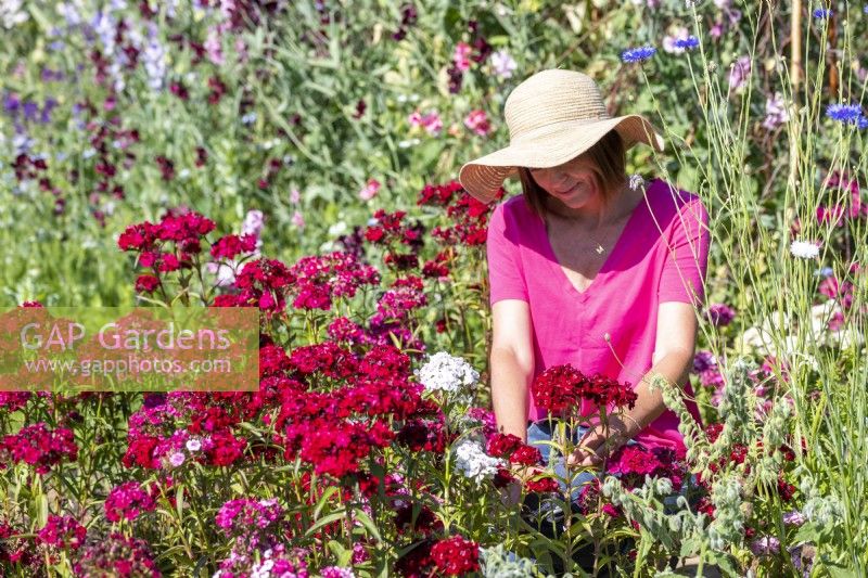 Woman cutting Dianthus flowers