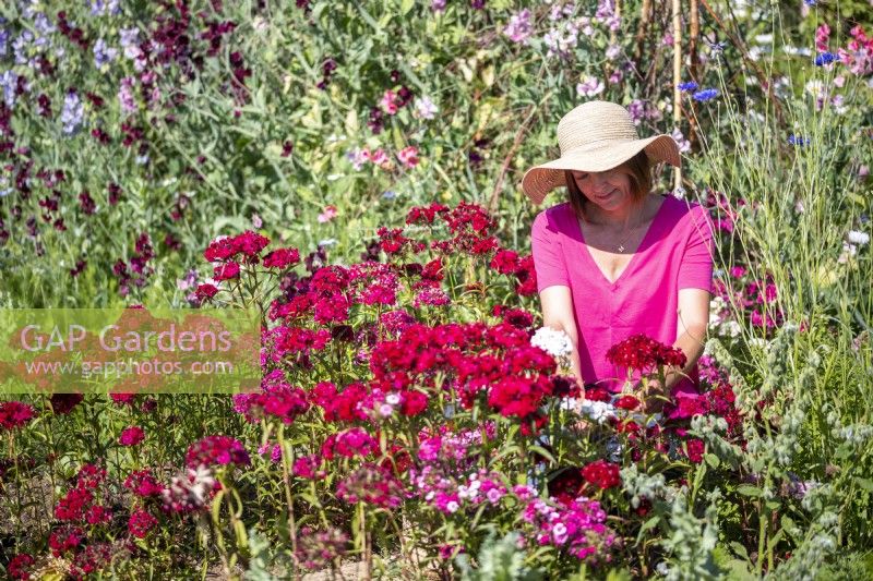 Woman cutting Dianthus flowers