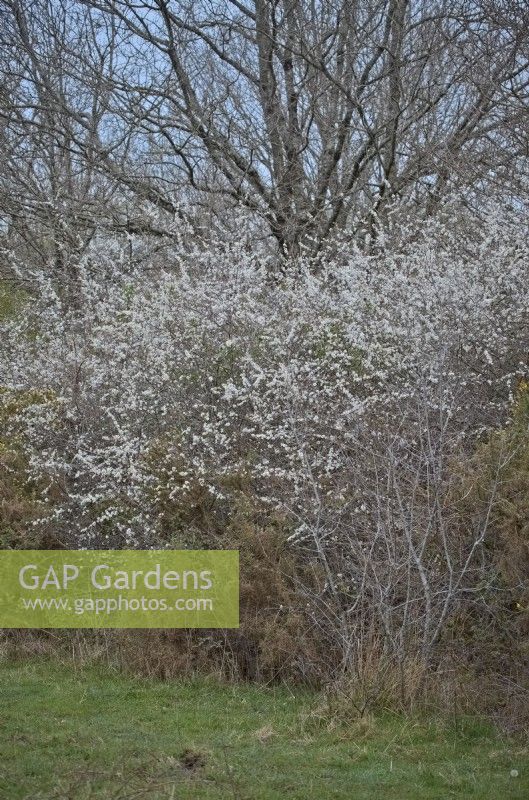 Dense thickets of Blackthorn - Prunus spinosa are perfect nesting habitats for Nightingales - Luscinia megarhynchos. Dorset, UK