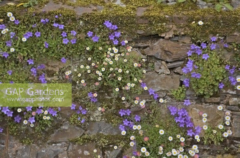 Campanula portenschlagiana and Erigeron karvinskianus - Mexican fleabane, growing in a brick capped stone wall