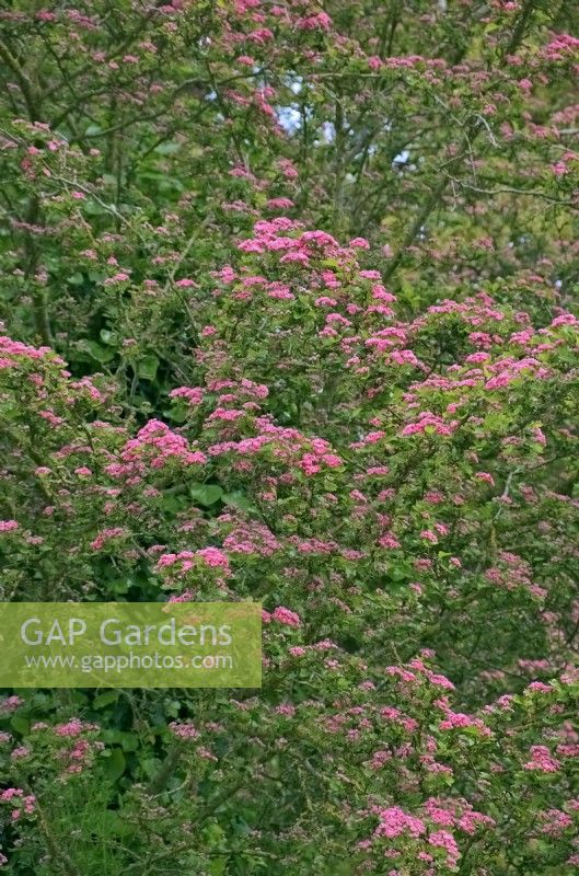 Crataegus laevigata 'Rosea Flore Pleno' - pink Hawthorn tree