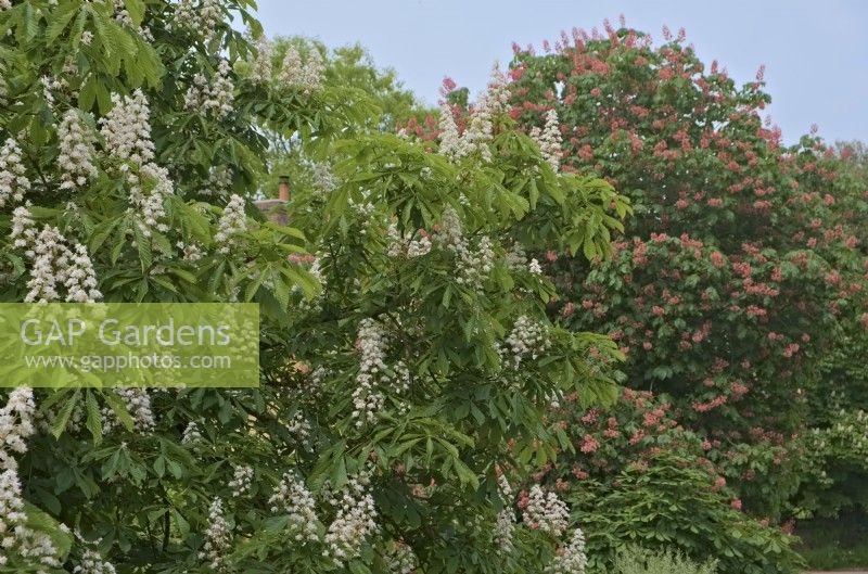 Aesculus hippocastanum the Horse Chestnut with Aesculus x carnea the red Horse Chestnut