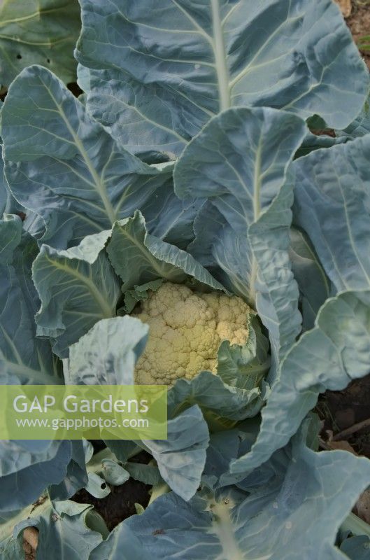 Cauliflower Brassica 'Raleigh' sown 10 January and ready to harvest mid June