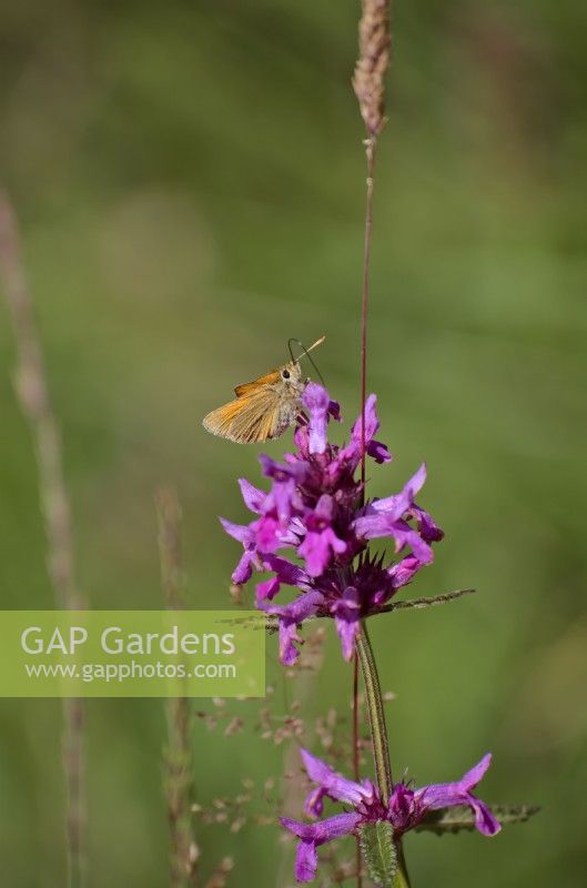 Betony - Stachys officinalis with Thymelicus sylvestris Small Skipper butterfly