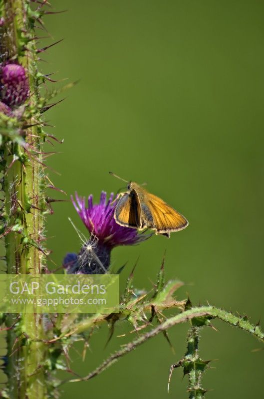Thymelicus sylvestris - Small Skipper butterfly nectaring on Marsh Thistle - Cirsium palustre