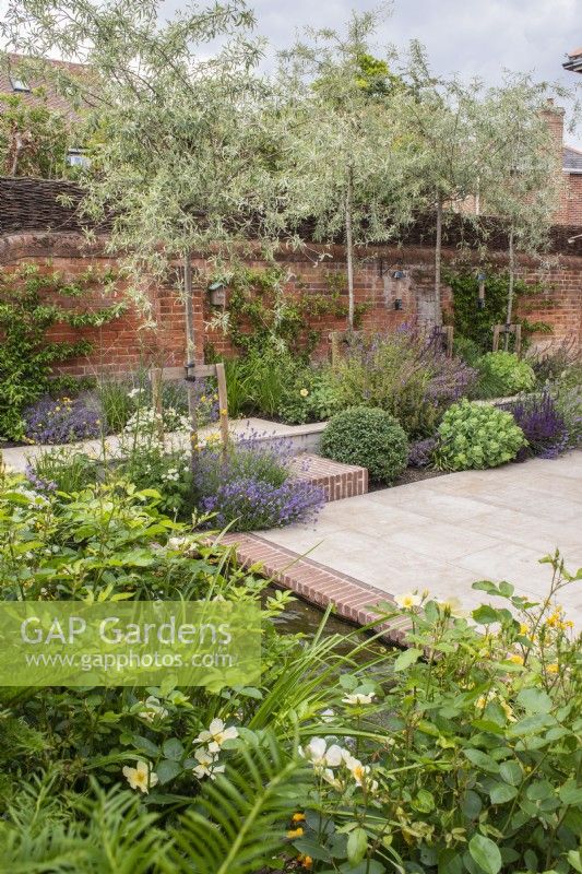 Walled courtyard garden with sandstone paving, small brick edged pool, screening pleached Pyrus salicifolia 'Pendula' and small dry borders