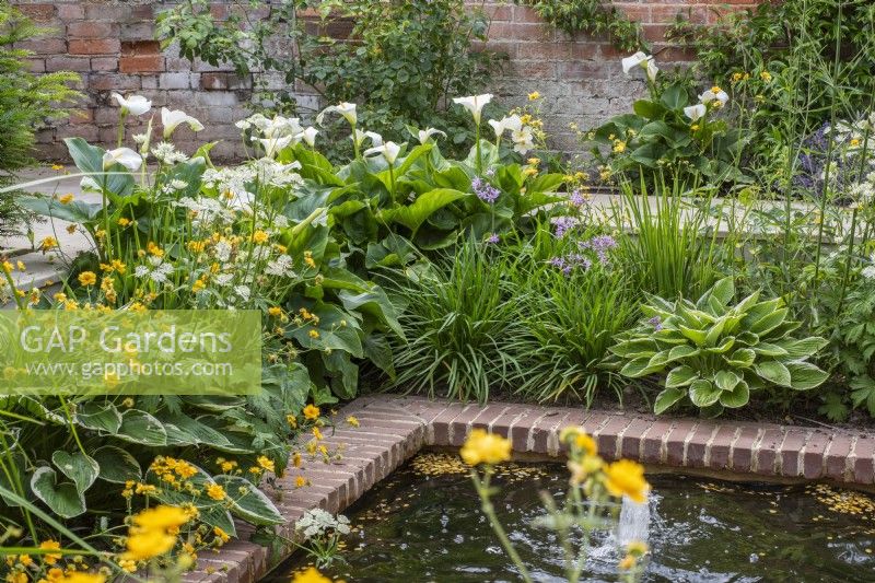 Small rectangular brick lined pool with bubble fountains and yellow and white planting scheme - Zantedeschia Aethiopica; Geums; Hostas; Astrantia and roses