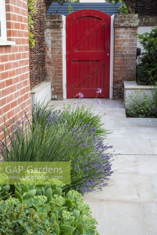 Small dry border by house wall, plants inc: Tulbaghia violacea, Potentilla; Lavandula with red garden gate in background
