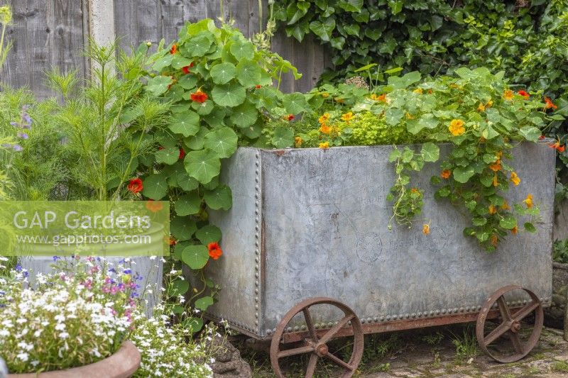 Upcycled galvanised metal water tank with wheels planted up with herbs and Nasturtiums on brick patio