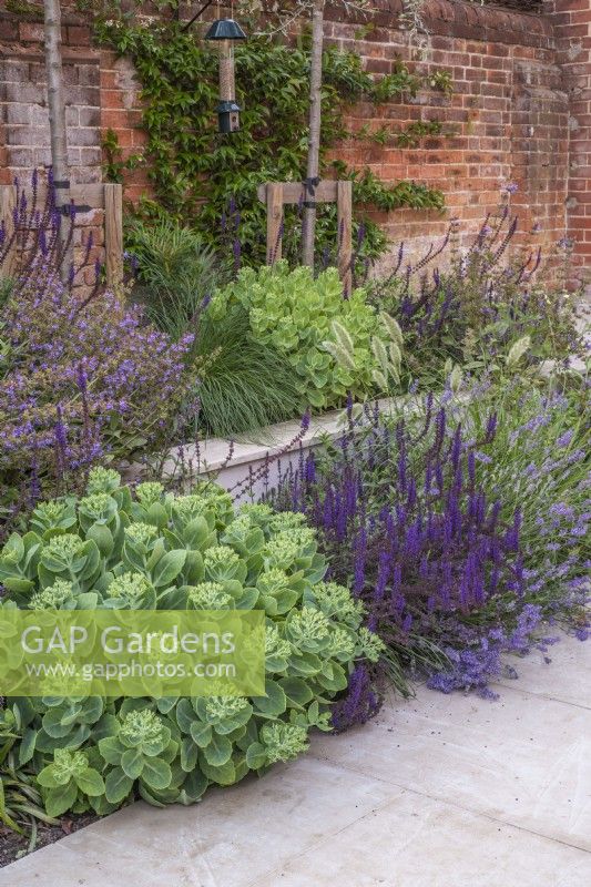 Small dry tiered borders within paved area, plants include: Sedum matrona; Salvia 'Carradonna' and Salvia officinalis and grasses