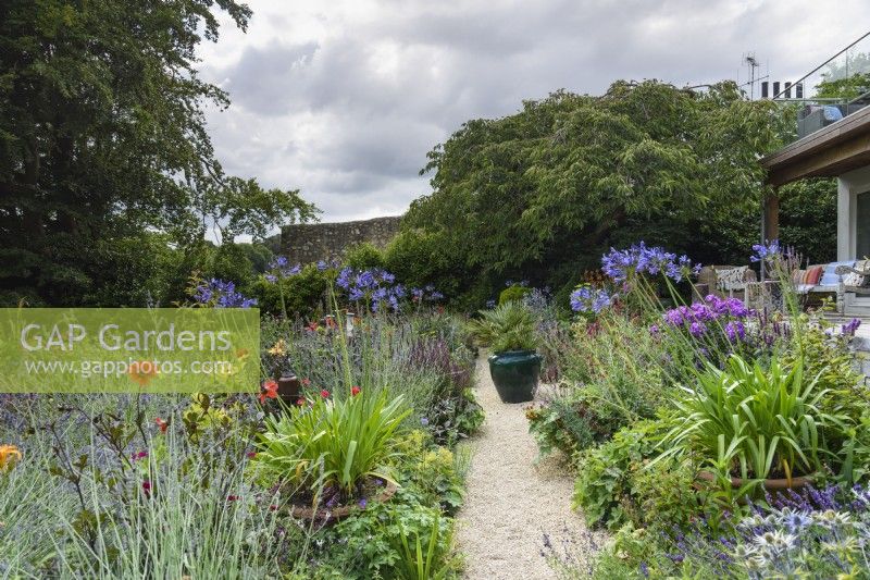 Containers of agapanthus in borders in a July garden