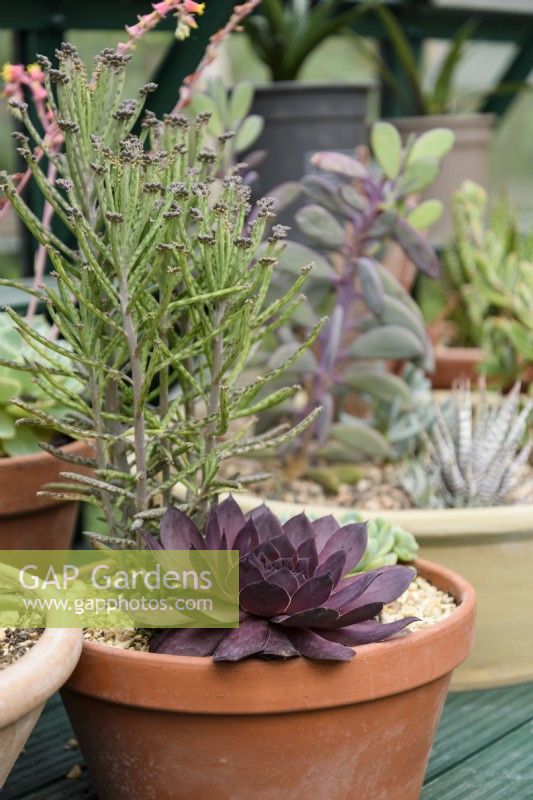Succulents in a terracotta pot on greenhouse staging in July