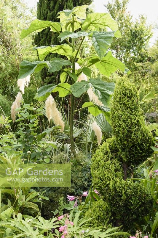 Border of architectural foliage plants in a July garden including Paulownia tomentosa, palms and a clipped conifer.