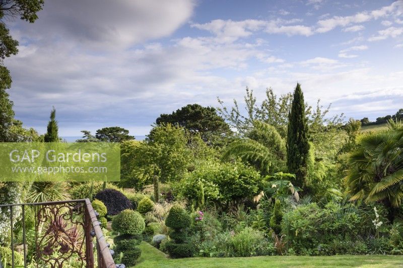 View over a garden towards the sea in July, full of large foliage plants including palms, bamboos and ornamental grasses