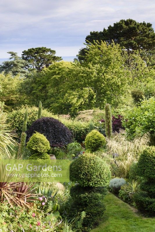 View over a garden towards the sea in July, full of large foliage plants including ornamental grasses, topiary and flower spikes of echiums.