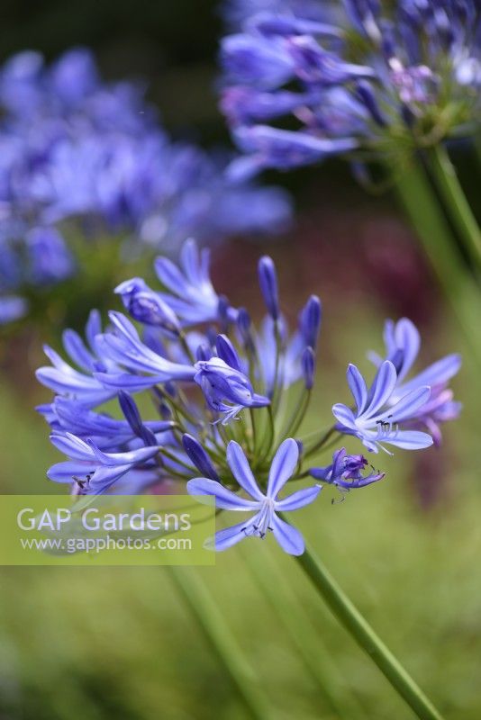 Agapanthus in July