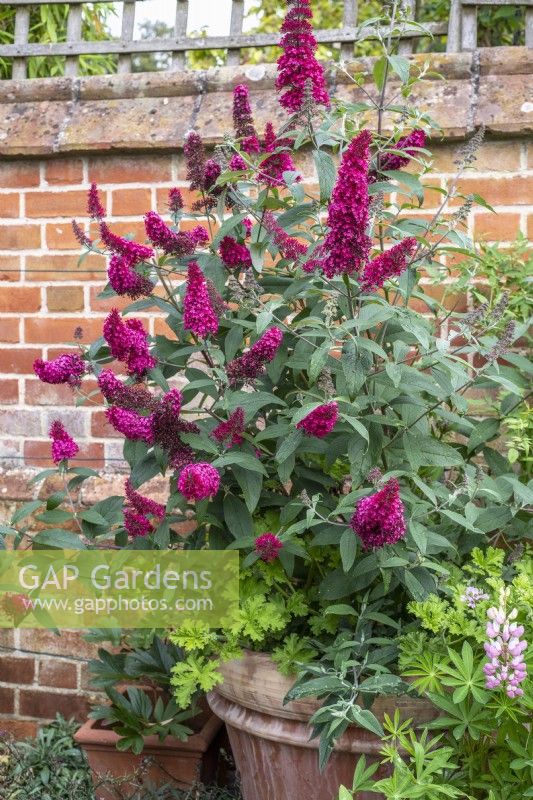 Buddleja davidii 'Prince Charming' in large terracotta container next to wall