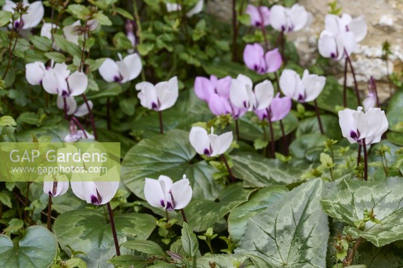Cyclamen coum in flower in a bed of Cyclamen Coum and Cyclamen hederifolium