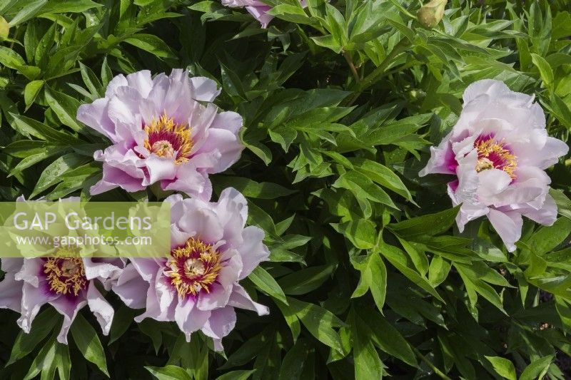 Mauve and pink flowering Paeonia - Peony shrub in spring.