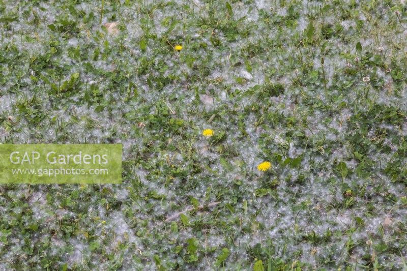 Taraxacum officinale - Dandelion plants and released windblown seeds accumulated on grass lawn overgrown with undesirable plants in spring.