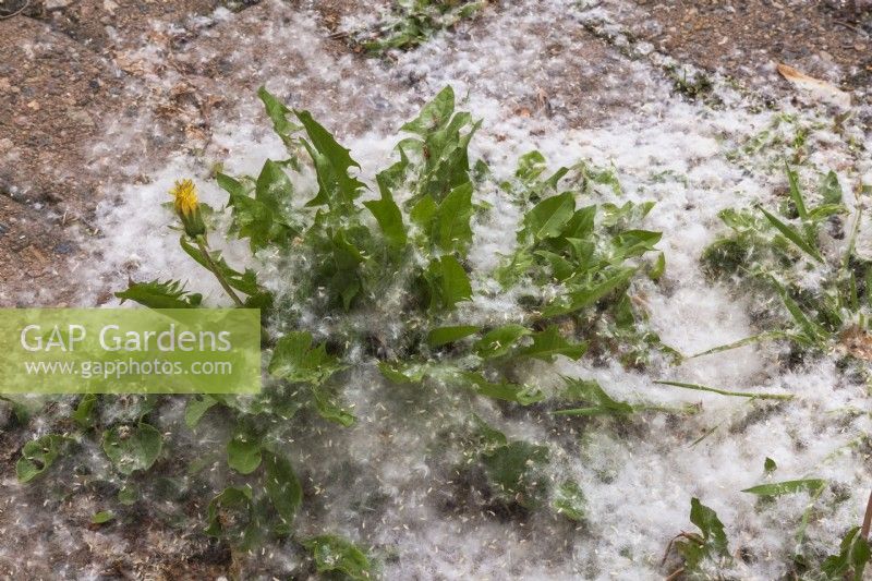 Taraxacum officinale - Dandelion plants with accumulated released windblown seeds on paving stone surface in spring.