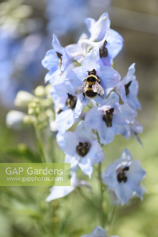 Bumble bee on delphinium flowers in June