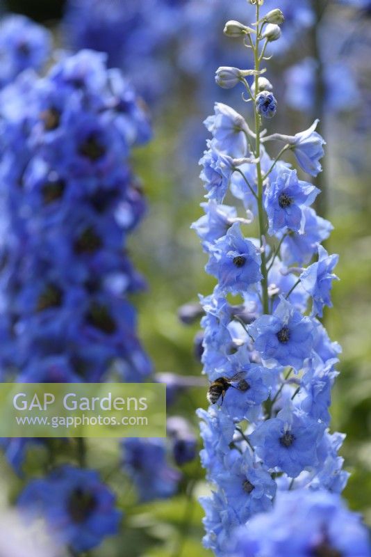Delphinium flowers in June with bumble bee