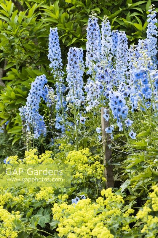 Delphiniums in a border edged with Alchemilla mollis in a Cotswold garden in June