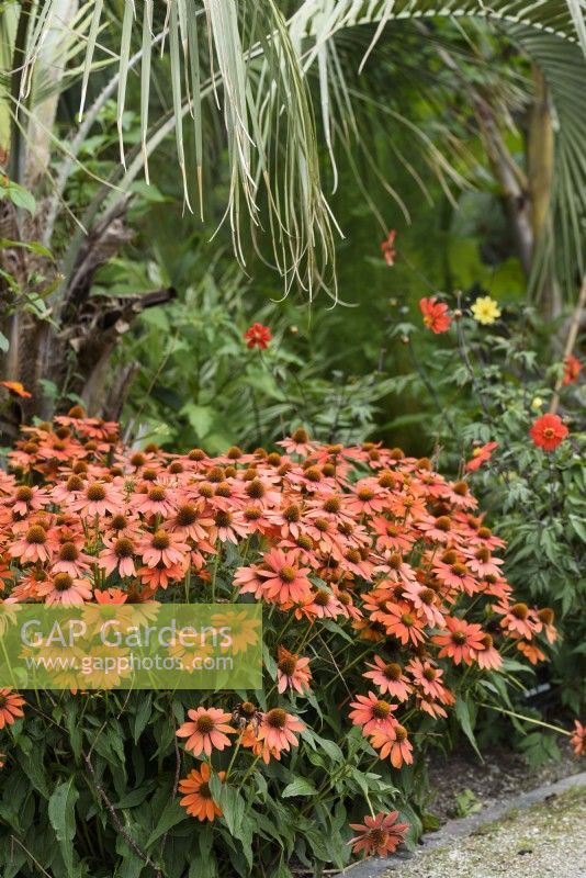 Echinacea Sombrero Adobe Orange in the Exotic Garden at RHS Wisley in August