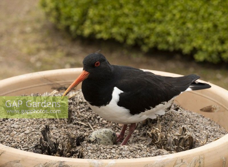 An Oyster Catcher guarding its two eggs in a pot in the Crathes Castle Walled Garden.