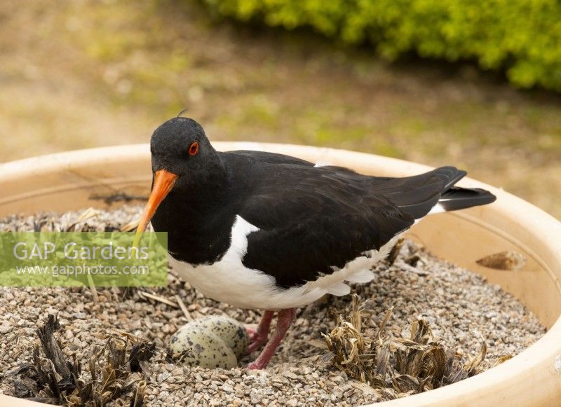 An Oyster Catcher guarding its two eggs in a pot in the Crathes Castle Walled Garden.