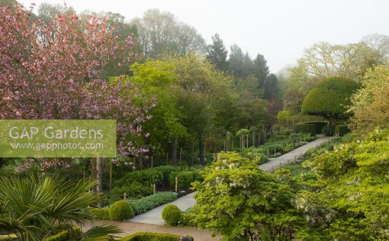 Prunus - cherry blossom and a stone path surrounded by herbaceous borders leading to the dome shaped Prunus lusitnaica - Portuguese laurel tree.